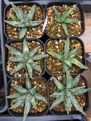 サンスベリア ブルークローンホワイト lav.1970 - メルカリ