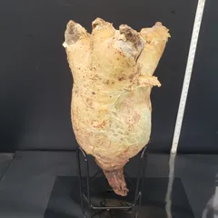 超特大 現地球 発根済み キフォステンマ マクロプス 山中勇人 y鉢付き 2025年最新】キフォステンマ マクロプスの人気アイテム - メルカリ