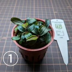 2025年最新】ブセファランドラ ブルーの人気アイテム - メルカリ