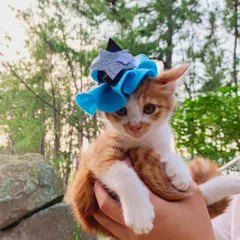 七夕　なりきり　ペット衣装/おうちフォト/撮影/彦星/ひこぼし/織姫/おりひめ/7月7日/七夕　衣装/コスチューム/猫用/ネコ/犬/ドッグウェア/ペット用の服/おもしろ衣装/ペットのオシャレ/ペット衣装/キャットウェア/愛犬/愛猫/小さいコスプレ/コスチューム