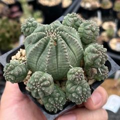 Euphorbia infausta ユーフォルビア　インファウスタ
