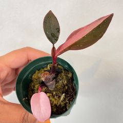 【美斑入】　フィロデンドロン　ピンクプリンセス　philodendron pinkprincess