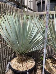 ユッカ マルデヌベス verロストラータ - メルカリ