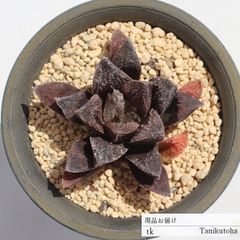 毛蟹 TK174 ハオルチア 7.5ｃｍポット おすすめ販売 写真の子をお届け