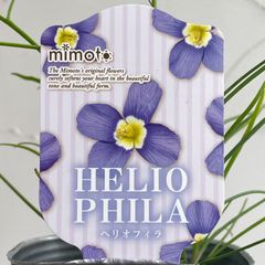 【見元園芸】ヘリオフィラ・ブルーインパルス　3号ラベル苗