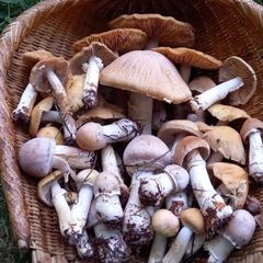 天然きのこ115　ショウゲンジ、クリフウセンタケ1.2kg