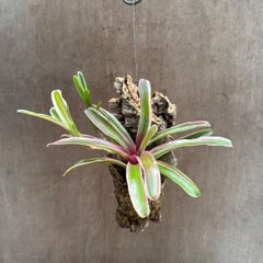 ネオレゲリア　ファイヤーボール⑥  コルク付 現品  Neoregelia " Fire Ball variegata"  観葉植物 観葉 植物 珍奇植物 珍奇 珍しい レア  タンクブロメリア ブロメリア アナナス ハンギング 吊るす  インテリア おしゃれ