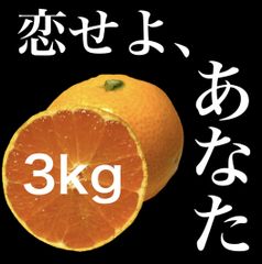 【3kg】中生みかん