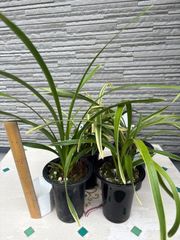 キンリョウヘン原種 4鉢セット - メルカリ