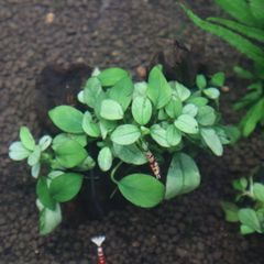 アヌビアス　札落ち　水草　活着