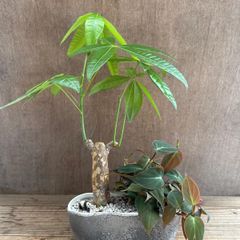 【寄せ植え】パキラ・フィロデンドロン ミカンス　 Phillodendron micans   パキラ Pachira 発財樹  観葉植物 観葉 植物  インテリア プレゼント かわいい おしゃれ グリーン 母の日 父の日 誕生日