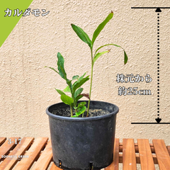 【抜き苗】約25㎝ グリーンカルダモン 観葉植物 3-17