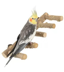 新品 cobalt planet 鳥の5連とまり木 天然木 鳥スタンド 枝 インコ 鳥おもちゃ アスレチック 階段 噛むおもちゃ 鳥用品 鳥休み場所 インコ オウム パーチ バランス練習 おもちゃ ストレス解消