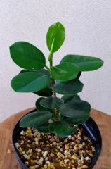 よ*ん様 元祖 ⬛︎ 白パンダ ガジュマル ⬛︎挿し木専用 観葉植物 ガジュマル 4号 パンダ 朴仕立て ラダ 15 B ベージュ