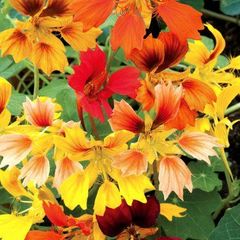 【花の種】ナスターチューム　フェニックス　１５粒　ナスターチウム