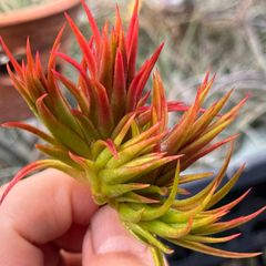 紅葉＊ 5頭親子クランプ＊ チランジア イオナンタ エボリューション Tillandsia ionantha Evolution＊エアプランツ＠フラワーショップ江口