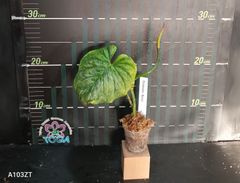 フィロデンドロン マジェスティックPhilodendron Majestic