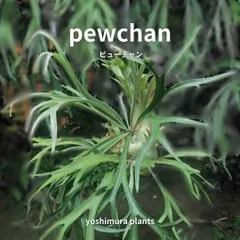 2025年最新】pewchanの人気アイテム - メルカリ