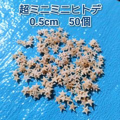 超ミニミニ天然ヒトデ　50個