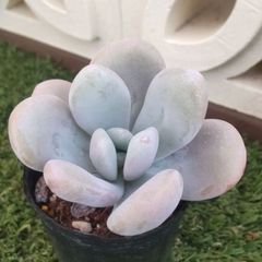 多肉植物グラプトベリア属ピンクシフォン