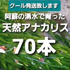 クールで発送70本以上　阿蘇の湧水で育った水草　天然アナカリス　無農薬