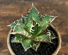 Agave Titanota RedCat Weezle/アガベ チタノタ レッドキャットウィーズル 赤猫/ゴリ猫 + 信楽焼陶器鉢 発根済み 送料込み ②