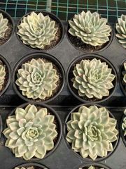 抜き苗 ツキノシラベ錦 MY51×18株 ふっくら 多肉植物 エケベリア サボテン 韓国苗 新入荷