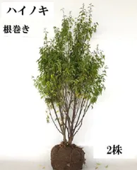 ハイノキ7 さそりさん専用 インテリア小物 植物/観葉植物 インテリア