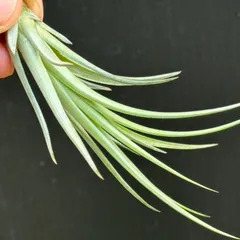 2024年最新】幸せの花の人気アイテム - メルカリ