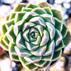 2025年最新】ケッセルリンギアナの人気アイテム - メルカリ