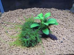 321．流木付き水草 アヌビアスナナプチ 南米ウィローモス