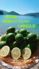 早摘み　平戸島レモン　12玉（約1.3キロ入り）　国産レモン
