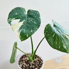 ⑨〔Monstera​ Thai Constellation〕モンステラデリシオーサタイコンステレーション イエローモンスター 斑入り