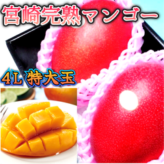 厳選 4L特大玉 赤秀品【宮崎県産 完熟マンゴー】2玉 最大級の 超大玉4L玉