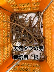 山形県産トゲありタラの芽　根　山菜　苗木のサムネイル