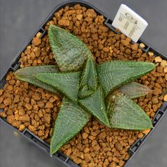 送料】メルカリ便 鉢植え発送用 - メルカリ
