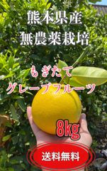 国産グレープフルーツ熊本県産8kg