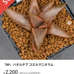 ※おまとめ 『BP』ハオルチア コエルマニオラム