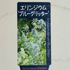 【宿根草】エリンジウム・プラナム 'ブルーグリッター'　3.5号ラベル苗