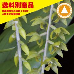 洋蘭 Ddc formosum