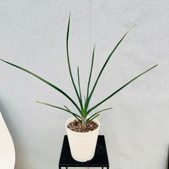 ［現品］♡おしゃれ♡ D  アロエ　クーペリー　5号　観葉植物　かわいい　ユニーク　グラスアロエ　多肉植物