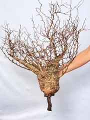 IP72 オペルクリカリア パキプス コーデックス ベアルート株 2025年9月10日輸入分 新鮮株①】オペルクリカリア パキプス