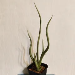 S-83 超希少 サンスベリア ダンシングドラゴン メルカリ便 抜き苗発送 2025年最新】サンスベリア ドラゴンの人気アイテム - メルカリ