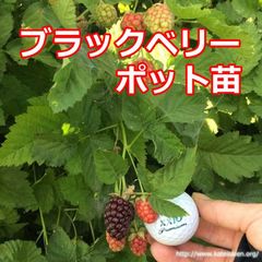 ■ブラックベリーポット苗 トゲ無し ボイセンベリー健康フルーツ 無農薬栽培♪