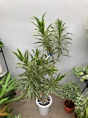 ソング・オブ・インディオ　7寸　ドラセナ　送料購入者負担　母の日　花言葉　贈り物　プレゼント　観葉植物　インテリア　グリーン
