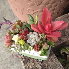 ツリー寄せ*そのまま飾れる多肉植物の寄せ植え*クリスマス寄せ　雪だるま ツリー寄せ*そのまま飾れる多肉植物の寄せ植え*クリスマス寄せ