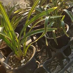 キンリョウヘン原種 4鉢セット - メルカリ