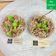 ペガサス　ビカクシダ　XXL size 極美品 2025年最新】ビカクシダ ペガサスの人気アイテム - メルカリ