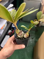 2025年最新】ザミア プミラの人気アイテム - メルカリ