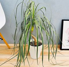 現品］【超希少】2番 ブコニア レクルバータ バリエガータ 7号 観葉